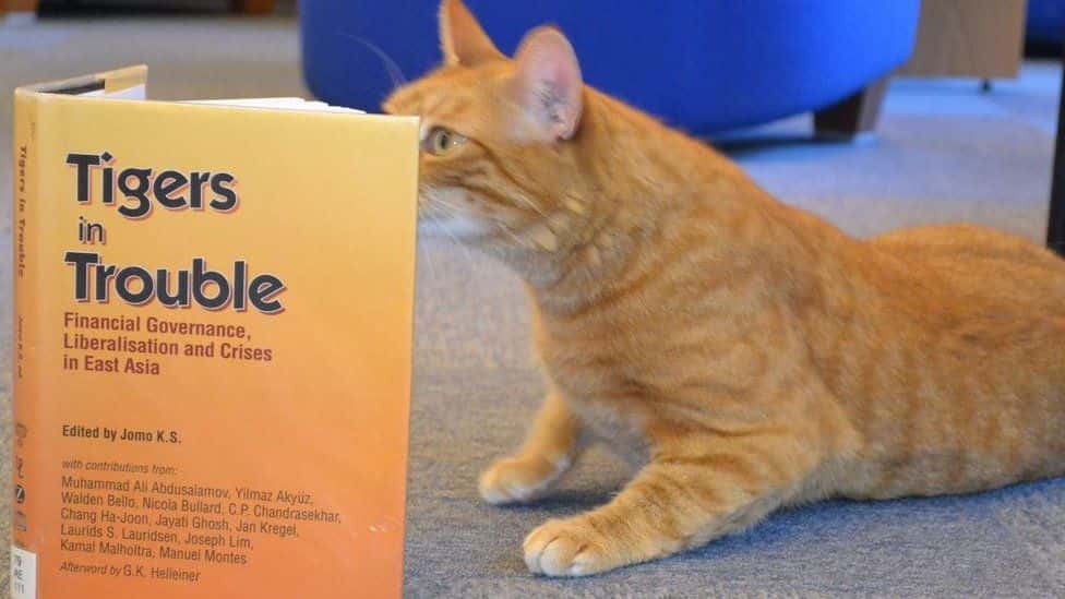 University's three-legged cat 'relieves exam stress'
